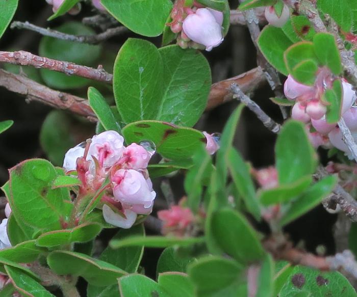 Plant photo of: Arctostaphylos edmundsii 'Carmel Sur'