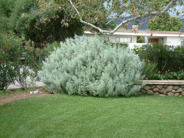 Plant photo of: Artemisia arborescens