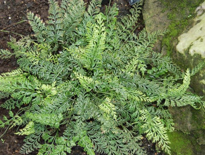 Plant photo of: Asplenium bulbiferum