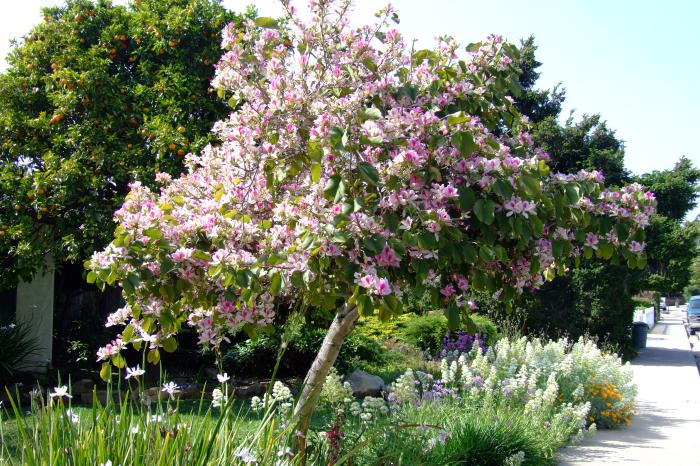 Purple Orchid Tree