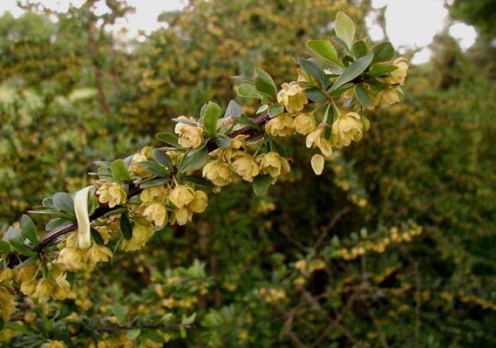 Plant photo of: Berberis thunbergii