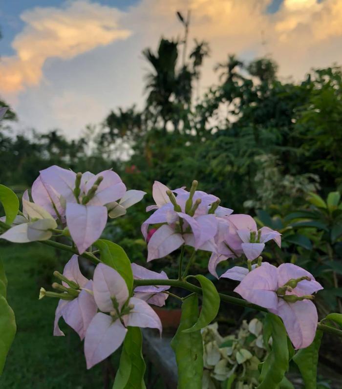 Plant photo of: Bougainvillea 'Lavender Queen'