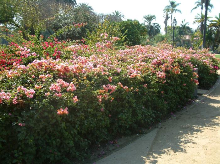 Plant photo of: Bougainvillea 'Rosenka'