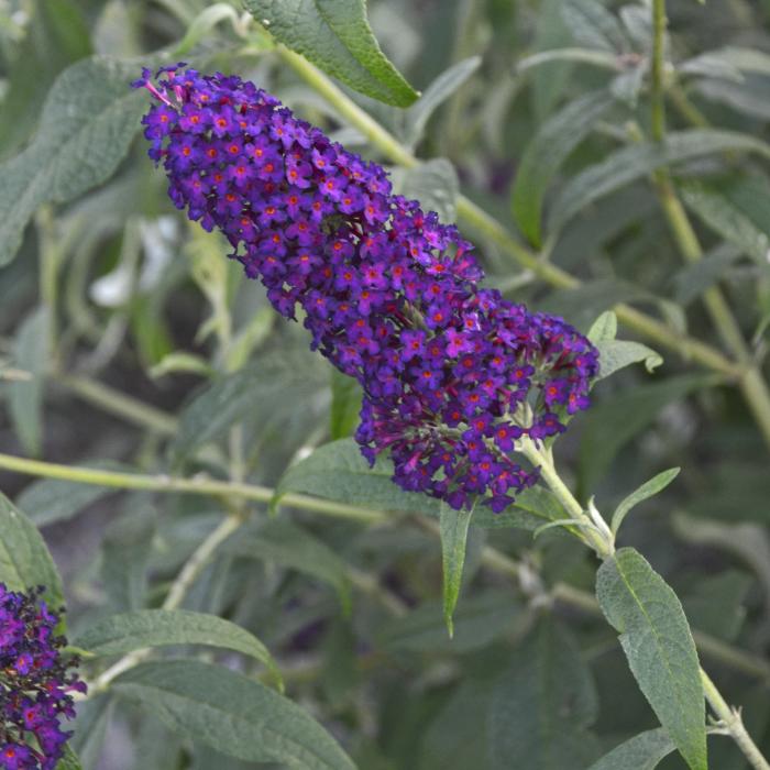 Plant photo of: Buddleia 'Dark Dynasty'