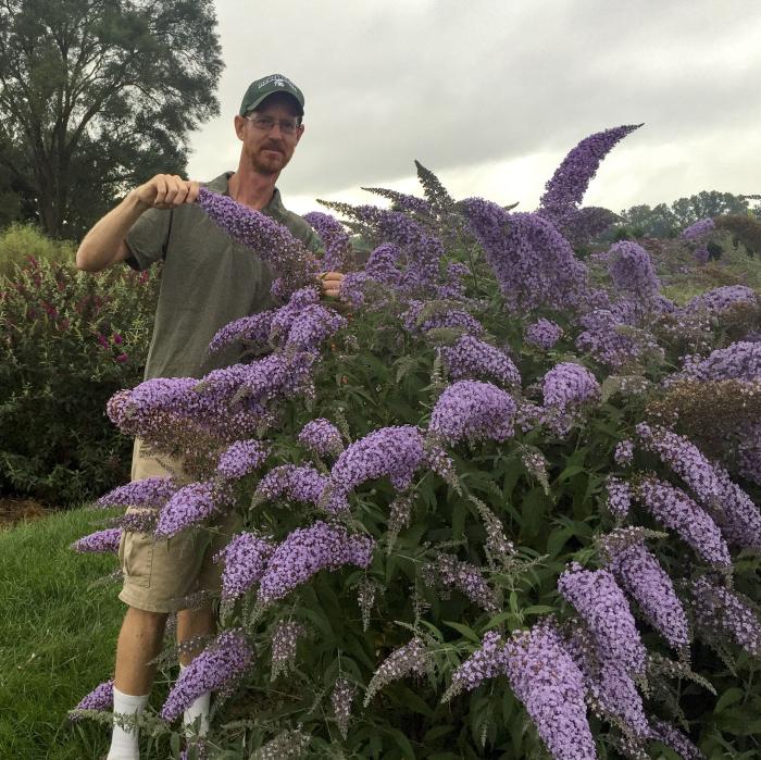 Plant photo of: Buddleia 'Grand Cascade'