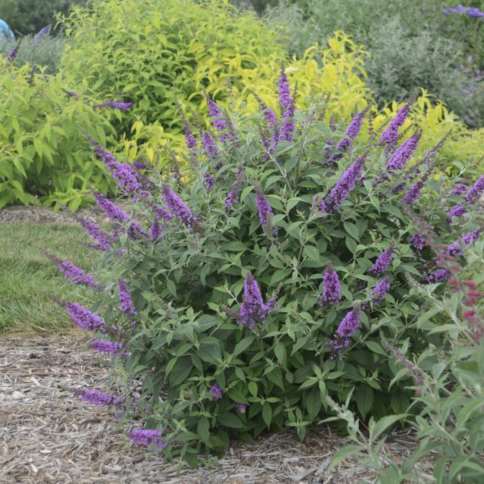 Plant photo of: Buddleia 'Orchid Annie'