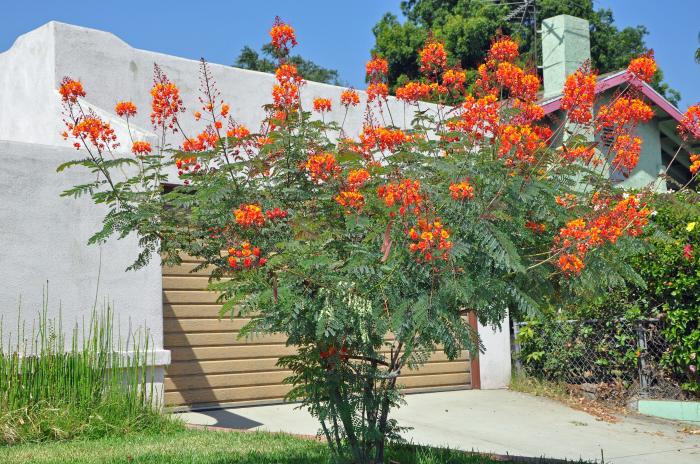 Plant photo of: Caesalpinia pulcherrima