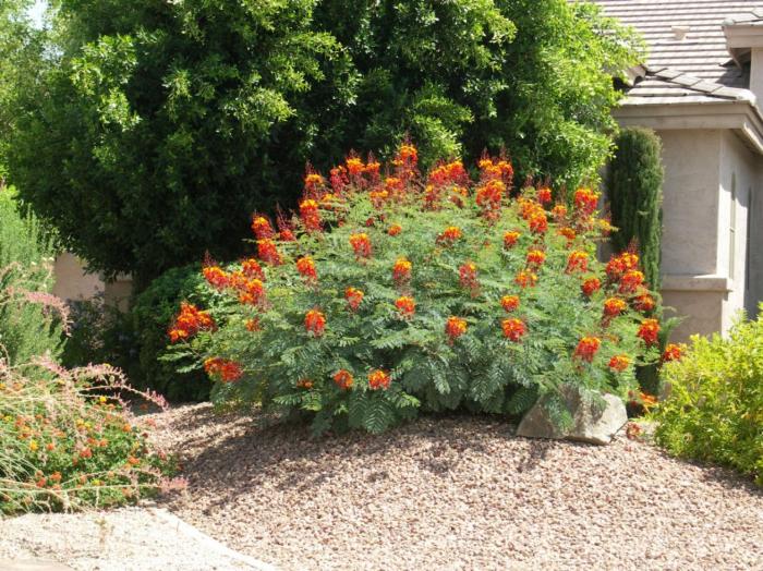 Plant photo of: Caesalpinia pulcherrima