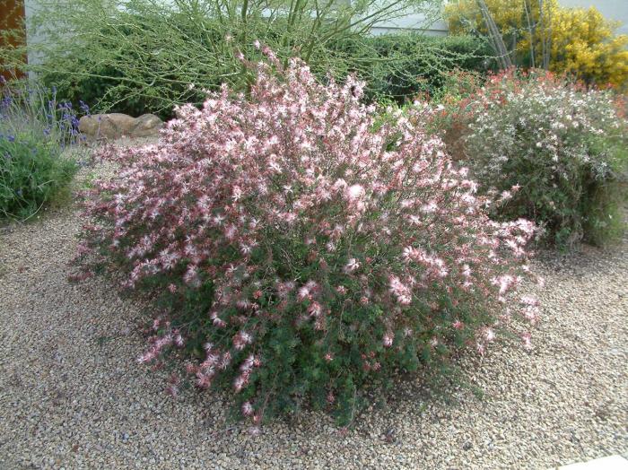 Plant photo of: Calliandra eriophylla