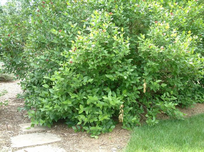 Plant photo of: Calycanthus occidentalis