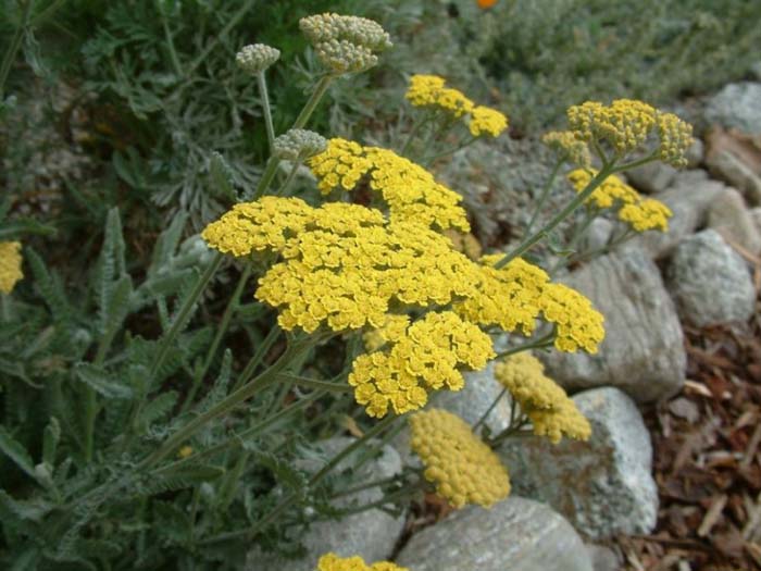 Achillea 'Moonshine'