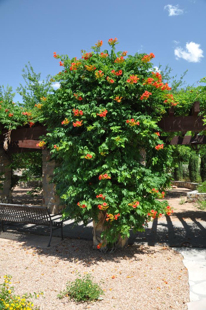 Plant photo of: Campsis radicans