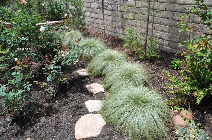 Plant photo of: Carex 'Frosty Curls'