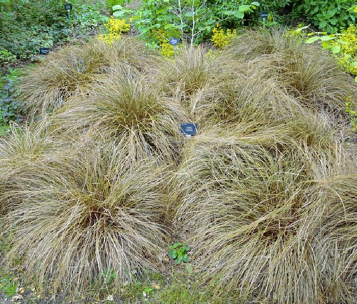 Plant photo of: Carex 'Frosty Curls'