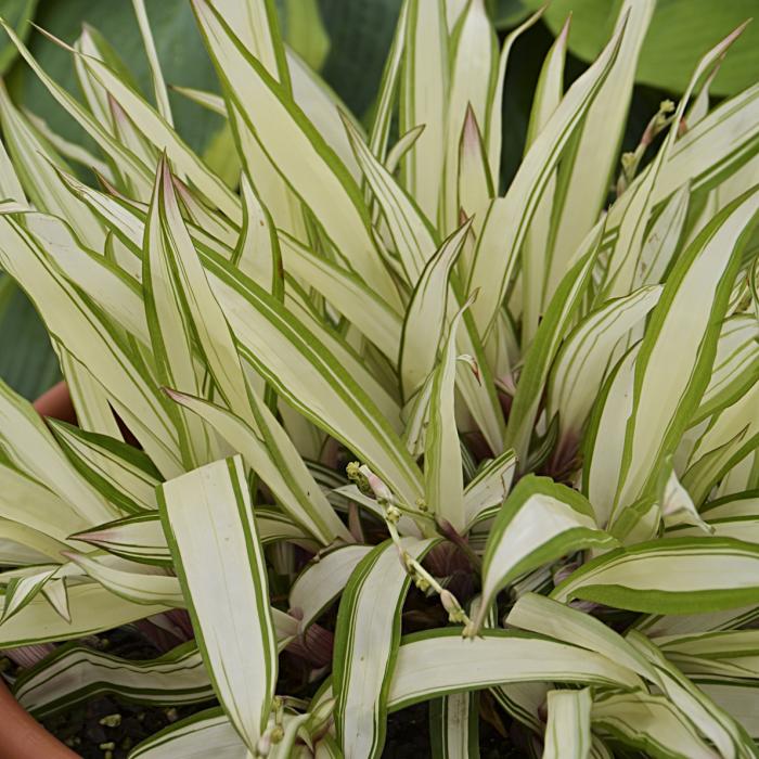 Plant photo of: Carex 'Snow Cap'