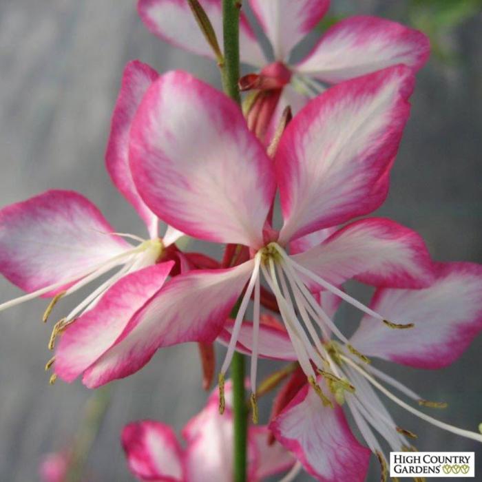 Plant photo of: Gaura lindheimeri 'Rosyjane'