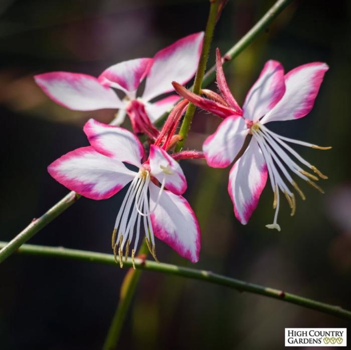 Plant photo of: Gaura lindheimeri 'Rosyjane'