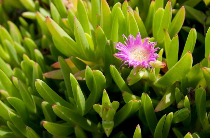 Plant photo of: Carpobrotus chilensis