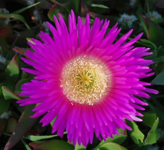 Plant photo of: Carpobrotus chilensis