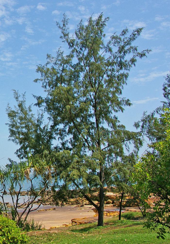 Casuarina equisetifolia