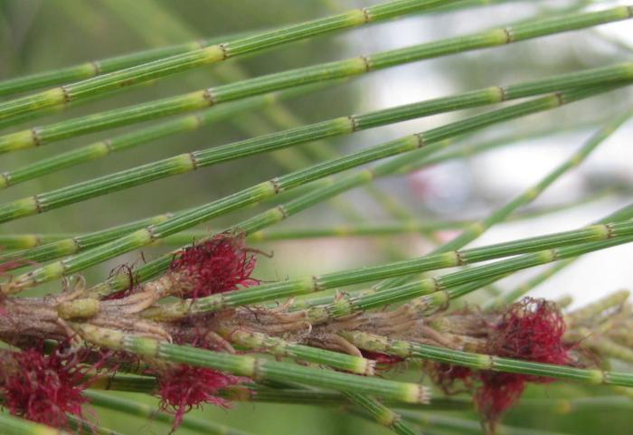 Plant photo of: Casuarina equisetifolia