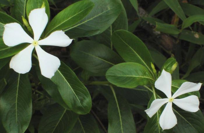 Plant photo of: Catharanthus roseus