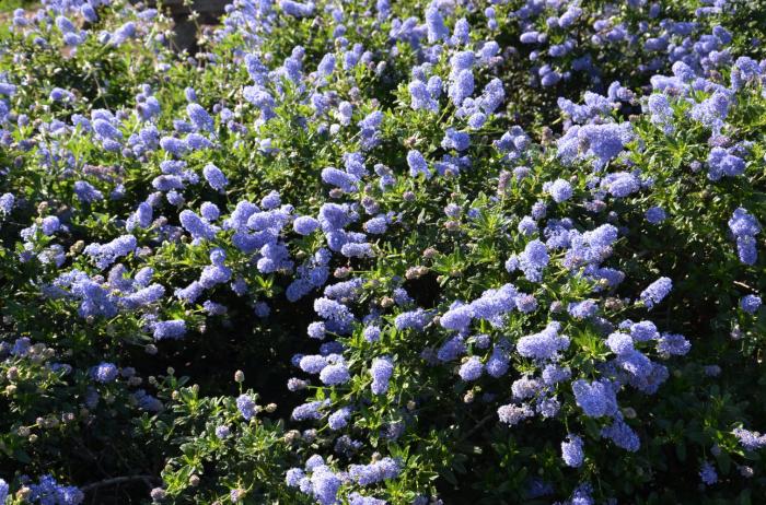 Plant photo of: Ceanothus 'Joyce Coulter'