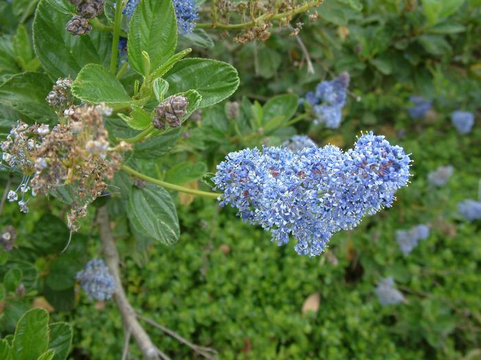 Plant photo of: Ceanothus 'Owlswood Blue'