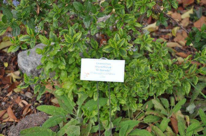 Plant photo of: Ceanothus thyrsiflorus 'El Dorado'