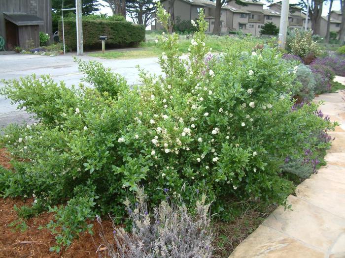 Plant photo of: Ceanothus thyrsiflorus 'Snow Flurry'