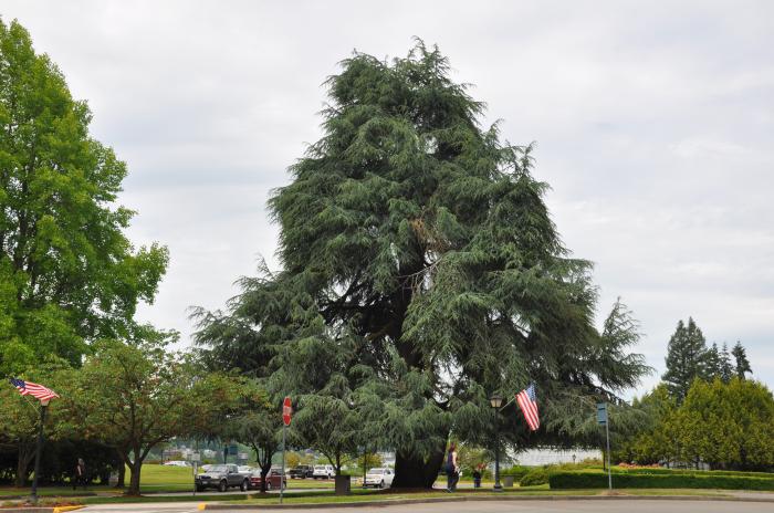 Plant photo of: Cedrus atlantica