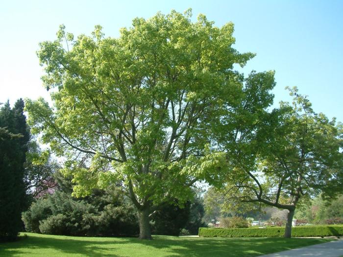 Plant photo of: Ceiba speciosa