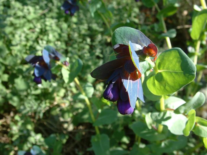 Plant photo of: Cerinthe major