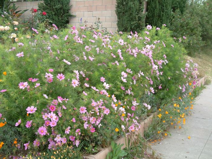 Plant photo of: Cosmos bipinnatus