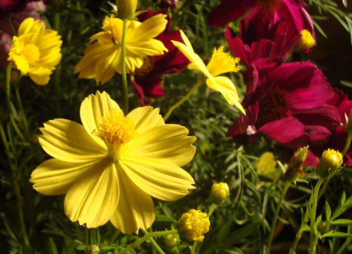 Plant photo of: Cosmos sulphureus