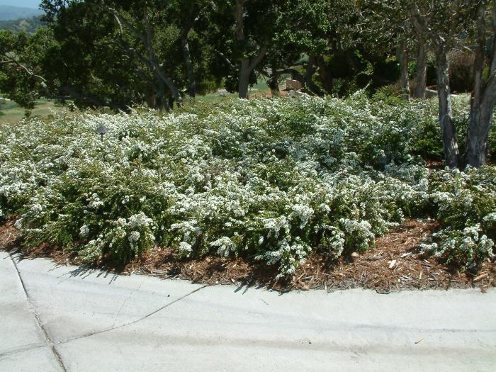 Plant photo of: Cotoneaster microphyllus