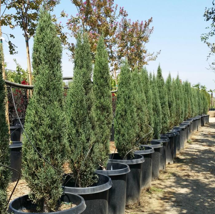 Plant photo of: Cupressus sempervirens 'Tiny Towers'