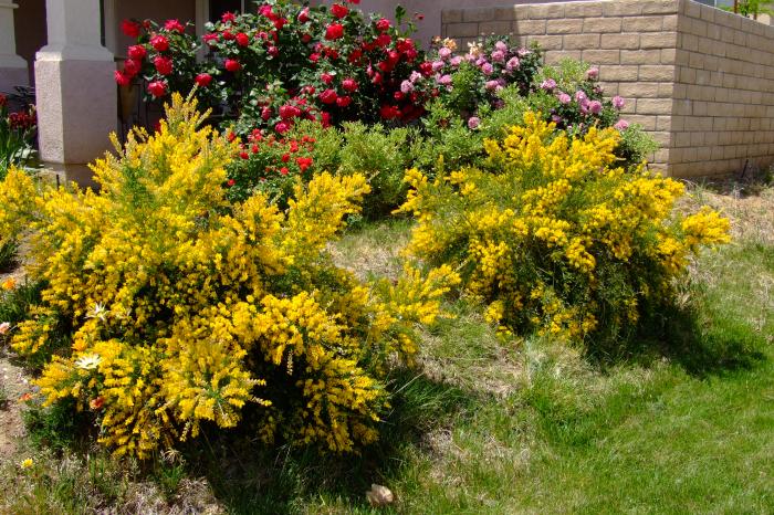 Plant photo of: Cytisus X praecox 'Allgold'