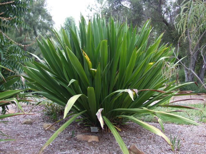 Plant photo of: Doryanthes palmeri