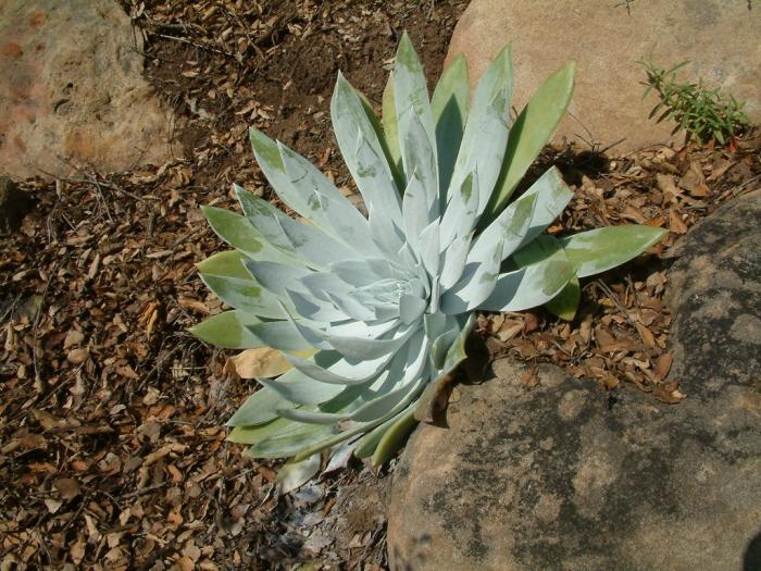 Plant photo of: Dudleya brittonii