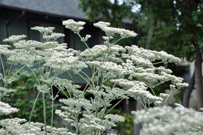 Plant photo of: Eriogonum giganteum