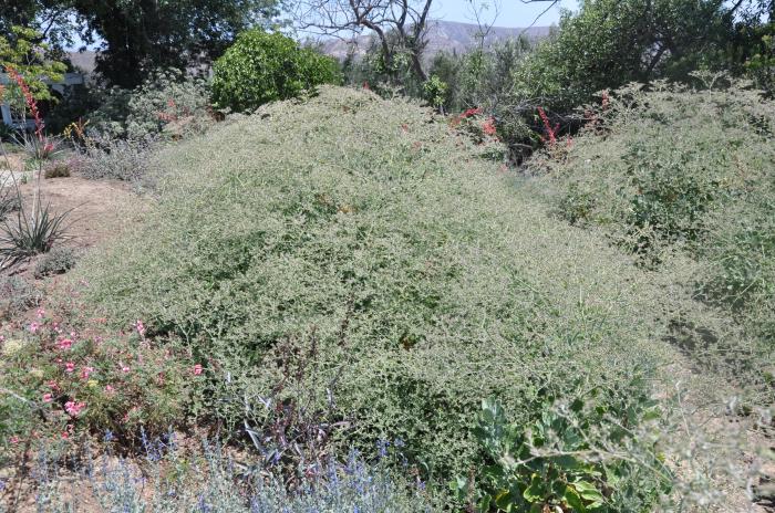 Plant photo of: Eriogonum giganteum