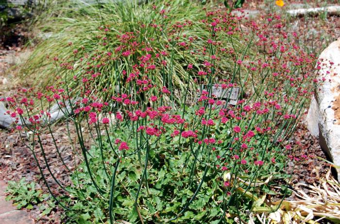 Plant photo of: Eriogonum grande v. rubescens