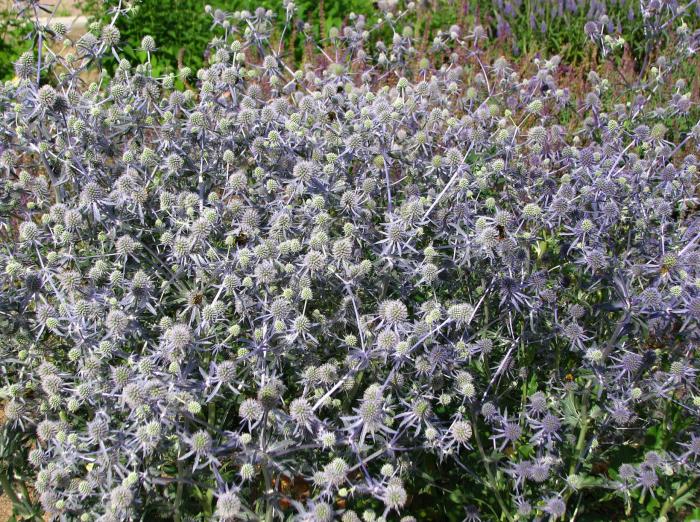 Plant photo of: Eryngium planum