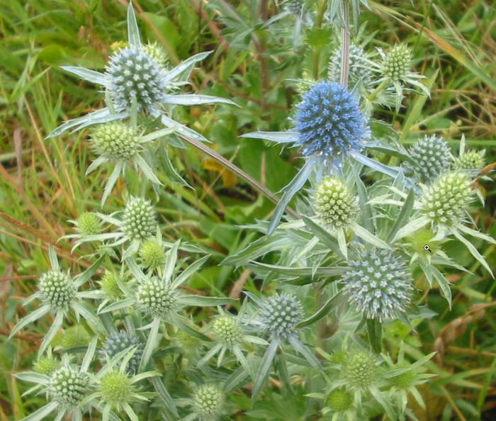 Plant photo of: Eryngium planum