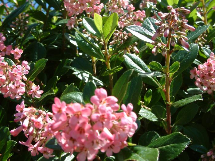 Plant photo of: Escallonia X exoniensis 'Frades'