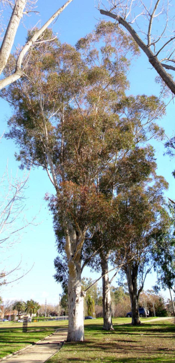 Plant photo of: Eucalyptus cladocalyx