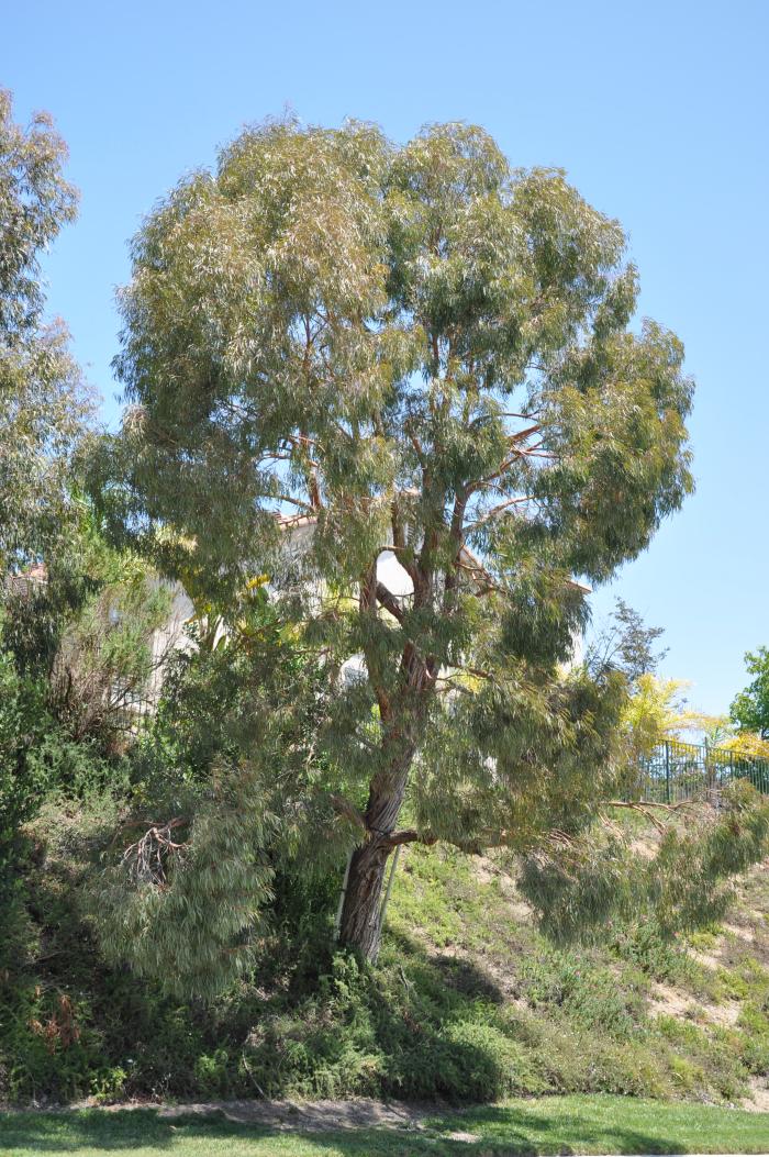 Plant photo of: Eucalyptus leucoxylon