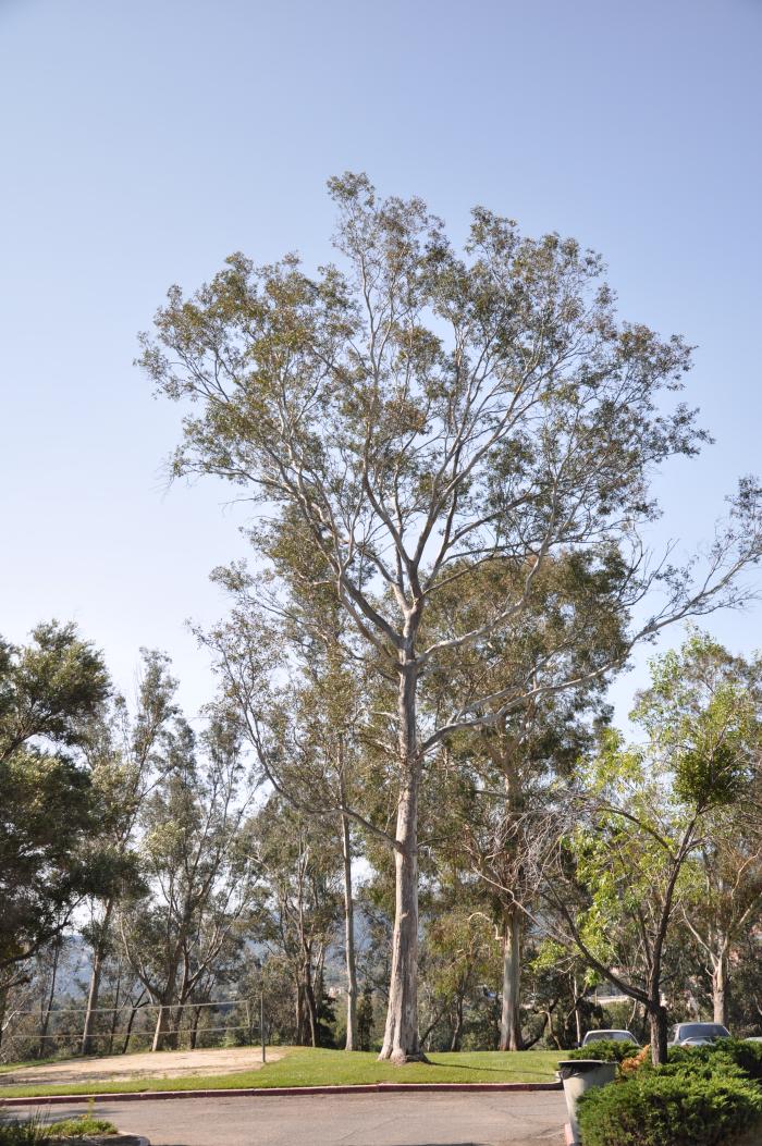 Plant photo of: Eucalyptus leucoxylon