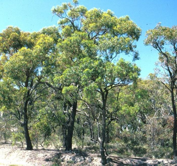 Eucalyptus sideroxylon 'Rosea'